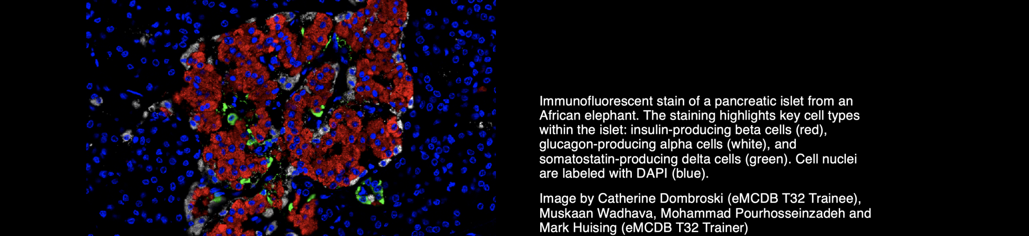 Image of elephant pancreas cells